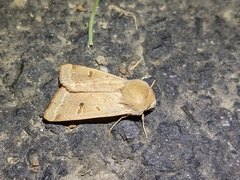 Dichagyris variabilis