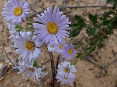 Olearia rudis