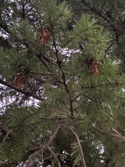 Pseudotsuga menziesii