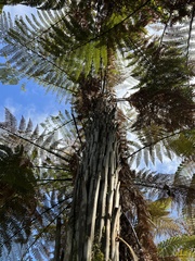 Dicksonia squarrosa