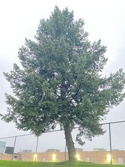 Pseudotsuga menziesii