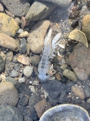 Upogebia