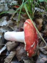 Russula sanguinea
