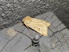 Dichagyris variabilis