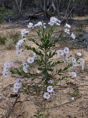 Olearia rudis