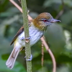 Attila spadiceus