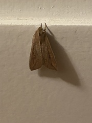 Mythimna unipuncta