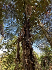 Dicksonia squarrosa