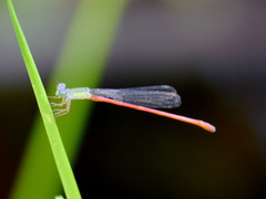 Ceriagrion corallinum