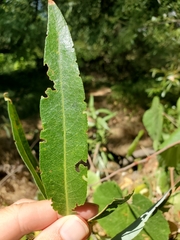 Salix lasiolepis