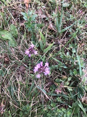 Thymus pulegioides