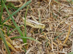 Chorthippus albomarginatus