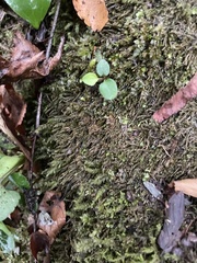 Pseudotaxiphyllum elegans