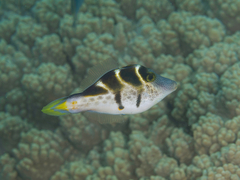 Paraluteres prionurus