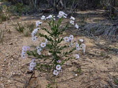 Olearia rudis