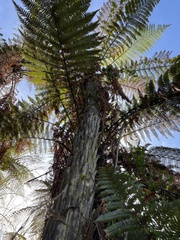 Dicksonia squarrosa