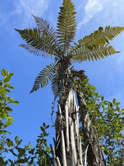Dicksonia squarrosa