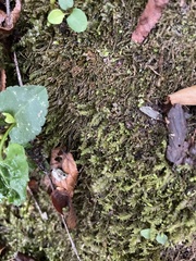 Pseudotaxiphyllum elegans