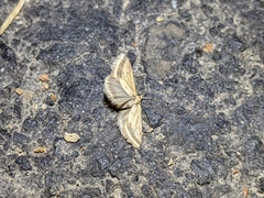 Microtheoris ophionalis