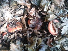 Russula sanguinea