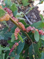 Xanthoteras eburneum