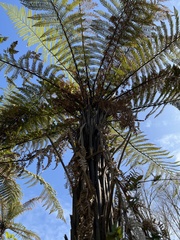 Dicksonia squarrosa