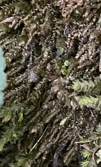 Pseudotaxiphyllum elegans