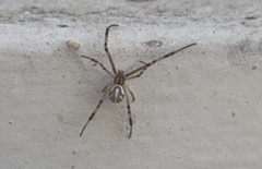 Latrodectus hesperus