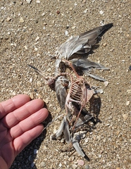 Anarhynchus frontalis