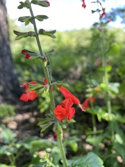 Salvia coccinea