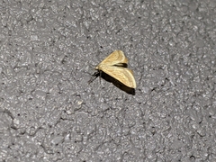 Microtheoris ophionalis