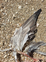 Anarhynchus frontalis