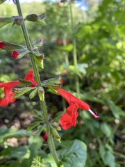 Salvia coccinea