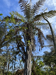 Dicksonia squarrosa