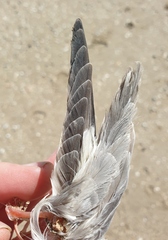 Anarhynchus frontalis