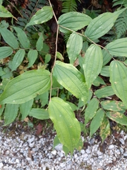 Prosartes hookeri