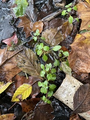 Ludwigia palustris