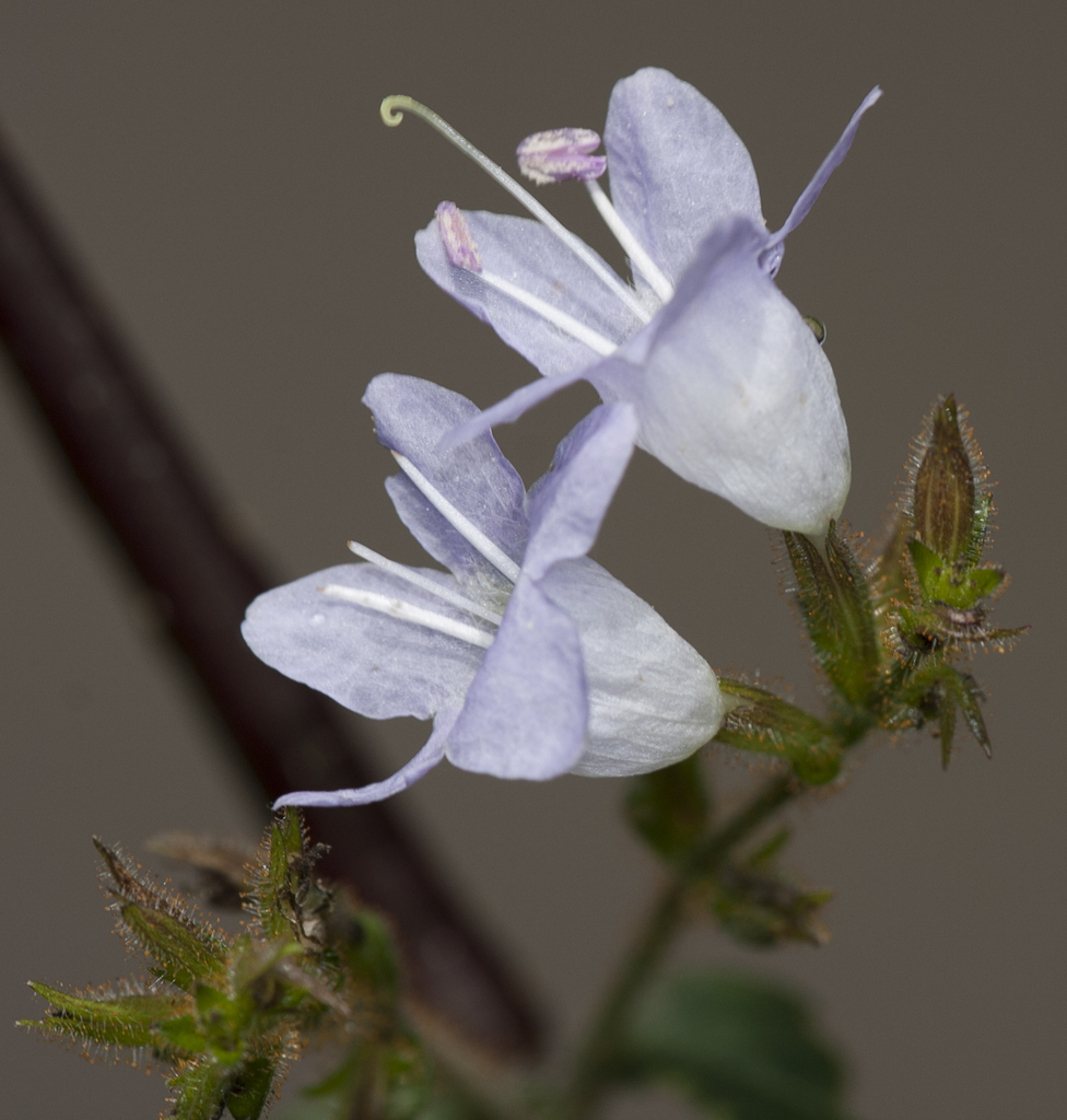 Strobilanthes diandra