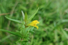 Melampyrum sylvaticum