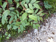 Prosartes hookeri