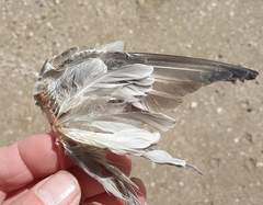 Anarhynchus frontalis