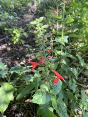 Salvia coccinea