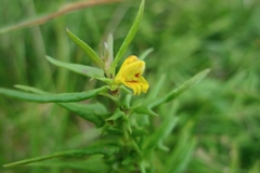 Melampyrum sylvaticum