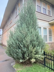 Thuja occidentalis
