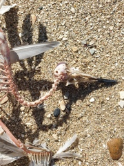 Anarhynchus frontalis