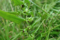 Melampyrum sylvaticum