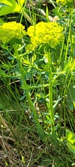 Euphorbia cyparissias