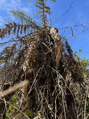 Dicksonia squarrosa