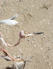 Anarhynchus frontalis