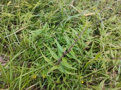 Melampyrum sylvaticum